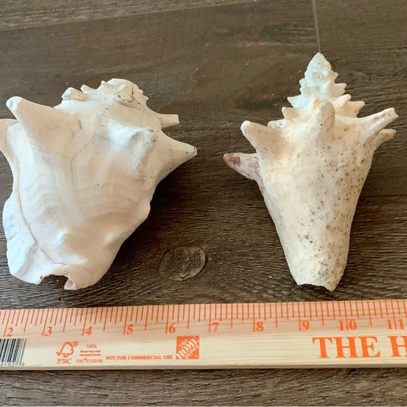 Sea Shell of 2 - Picture 3 of 10
